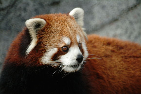 Red Panda - Calgary Zoo
