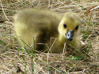 Canadian Goose. gosling