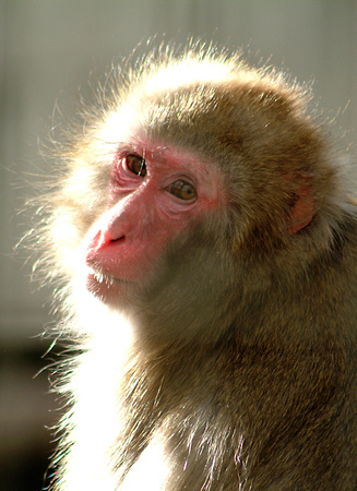 Macaque Monkey (Red Faced) - Calgary Zoo
