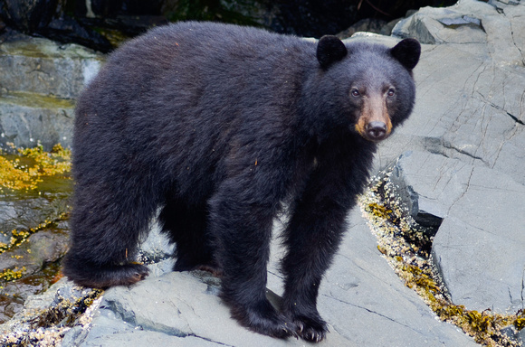 Black Bear - Campbell River, BC