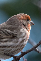 Common House Finch, Male