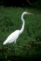 Egret, Costa Rica