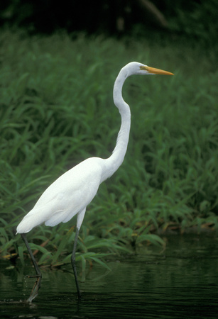 Egret, Costa Rica