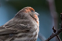 Common House Finch, Male