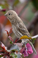 Common House Finch, Female