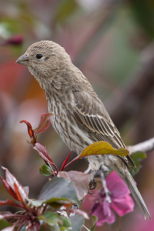 Common House Finch, Female