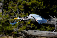 Great Blue Heron - Yellowstone: May 2016