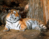 Bengal Tiger - Calgary Zoo
