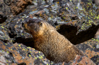 Marmot - Yellowstone: May 2016