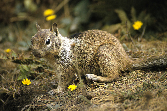 Common Squirrel - Jasper, Alberta