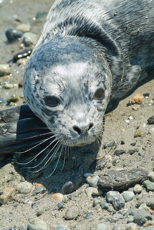 Baby Seal - Vancouver Island