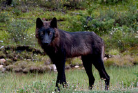 Hungry Wolf near Jasper, Alberta