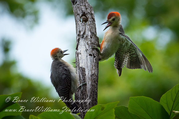 Red Bellied Woodpecker - Xcalak, Mexico
