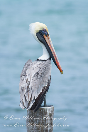Brown Pelican - Xcalak, Mexico