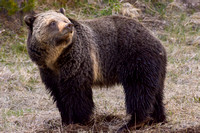 Grizzly Sow - Yellowstone May 2016