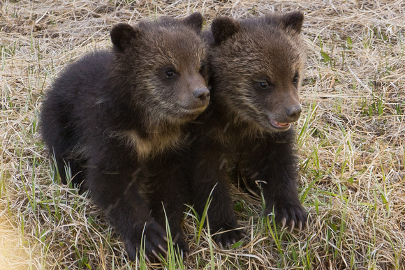 Grizzly cubs - Yellowstone May 2016